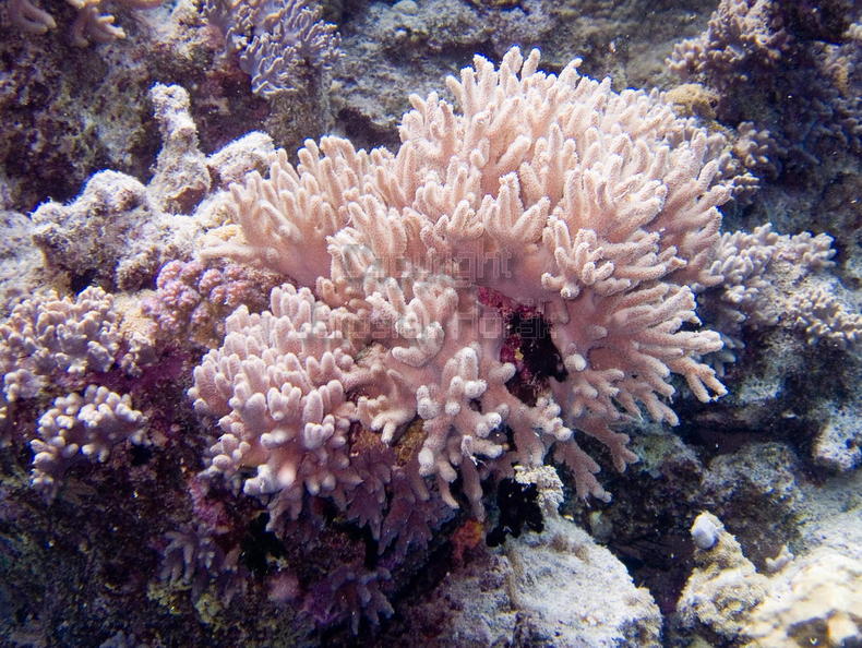 DSCF8579 podivny koral